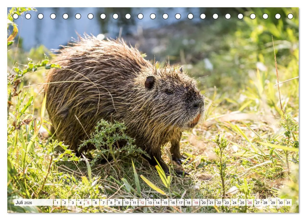 Bild: 9783457824795 | NUTRIA mit Nachwuchs (Tischkalender 2026 DIN A5 quer), CALVENDO...